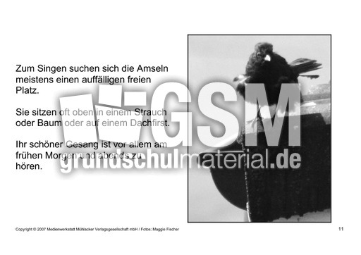 Bilderbuch-Amsel-SW-11.pdf